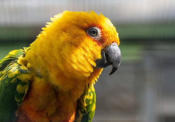 Wie kann ich das richtige Futter für meine Katze auswählen und welche Inhaltsstoffe sind wichtig?