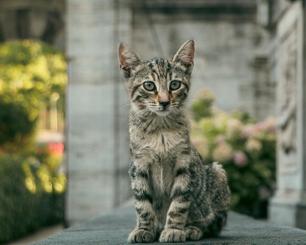 Welche Strategien nutzen Ameisen, um ihre Nester vor Raubtieren zu schützen?